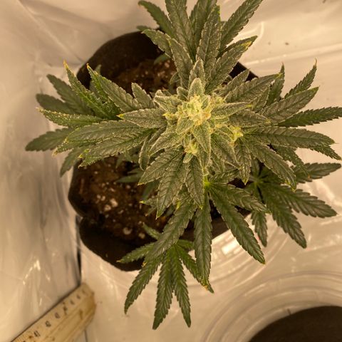 Sour Stomper #3.1 growlog timeline photo