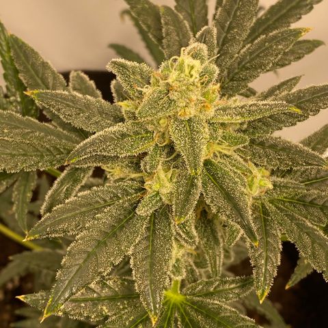 Sour Stomper #3.1 growlog timeline photo