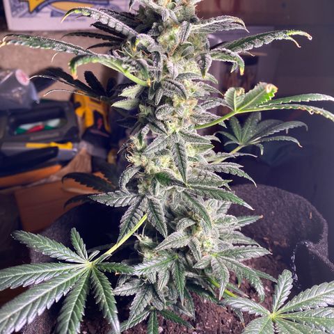 Sour Stomper #3.1 growlog timeline photo