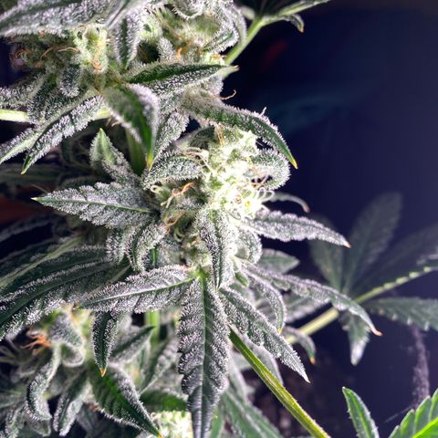 Sour Stomper #3.1 growlog timeline photo