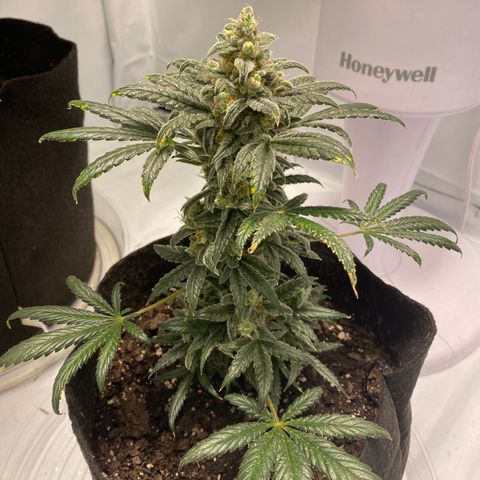 Sour Stomper #3.1 growlog timeline photo