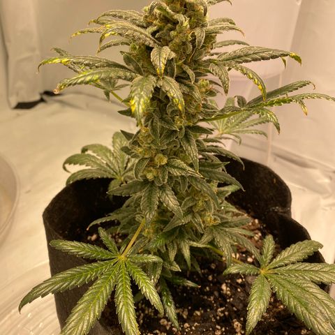 Sour Stomper #3.1 growlog timeline photo