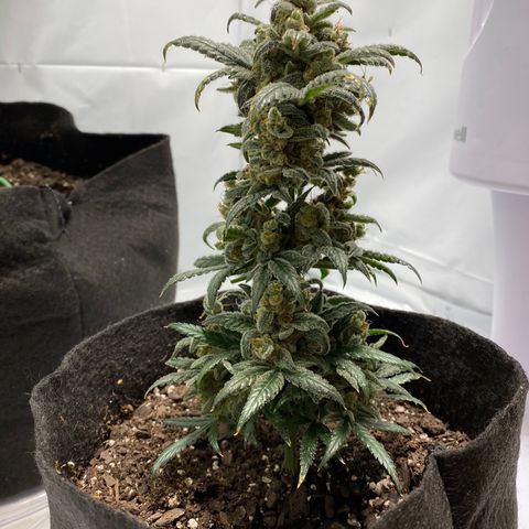 Sour Stomper #3.1 growlog timeline photo