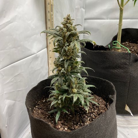 Sour Stomper #3.1 growlog timeline photo
