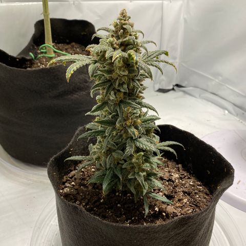 Sour Stomper #3.1 growlog timeline photo