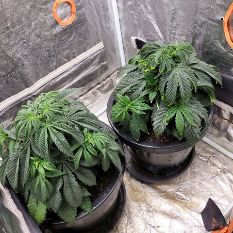Atrofiada growlog timeline photo