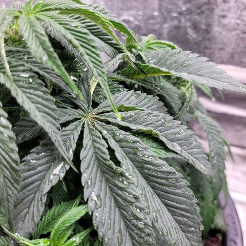 Atrofiada growlog timeline photo
