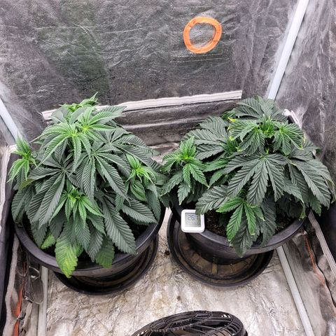 Atrofiada growlog timeline photo