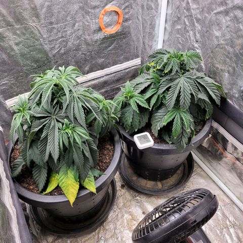 Atrofiada growlog photo: Esquecer de regar elas com o clima estando quente e seco teve consequências