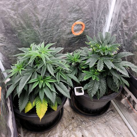 Atrofiada growlog photo: Plantas voltaram ao normal, menos esse amarelado na 5d. Eu acho que por ela ter murchado, encostou no solo onde eu apliquei óleo de neem e ela absorveu... Fazer o que, né? Erros e acertos
