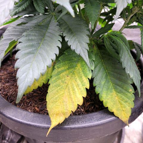 5d growlog photo: Amarelamento nas folhas que estavam em contato com o solo, onde apliquei óleo de neem e não me atentei