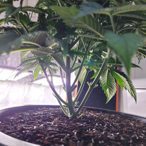 Atrofiada growlog timeline photo
