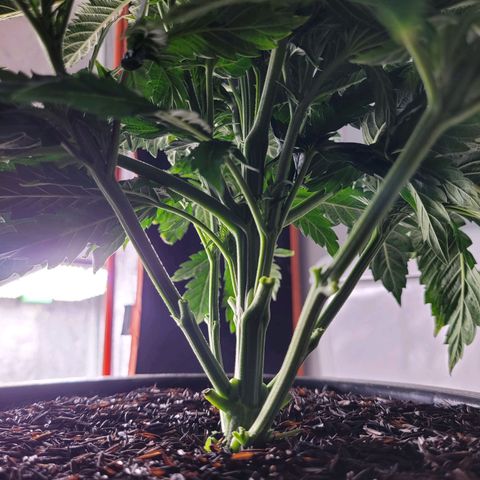 Atrofiada growlog timeline photo