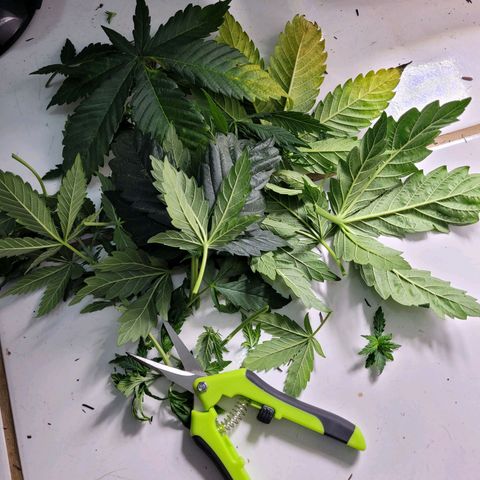 Atrofiada growlog timeline photo
