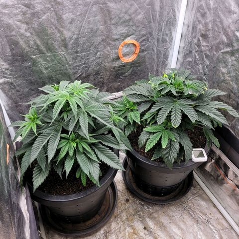 Atrofiada growlog photo: Poda pirulito fez uma diferença considerável 