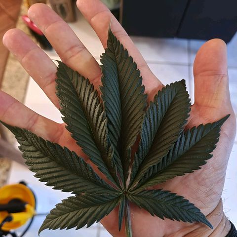 Atrofiada growlog photo: Podinha de leve