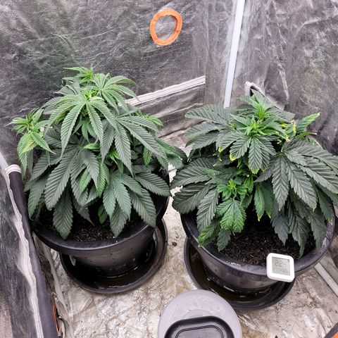 Atrofiada growlog photo: Podinha de leve