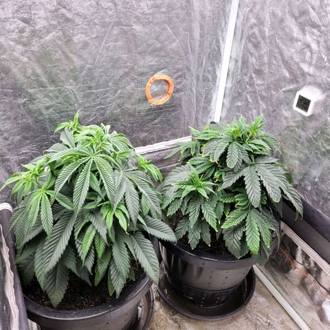 Atrofiada growlog timeline photo