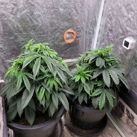 Atrofiada growlog photo: Dia de nutrição com nível abaixo do recomendado. Na embalagem fala 15g para 1l de água, mas estou fazendo em 2l para testar se elas irão aceitar bem