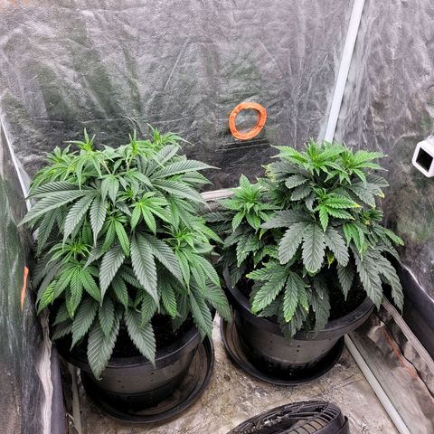 Atrofiada growlog photo: As plantas deram uma esticada monstra 