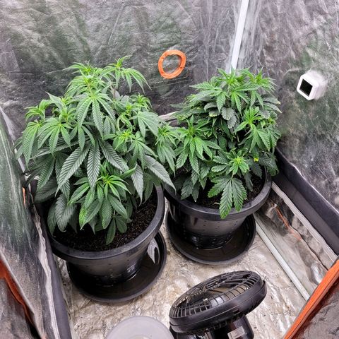 Atrofiada growlog timeline photo