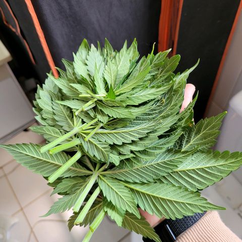 Atrofiada growlog timeline photo