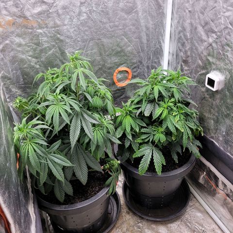Atrofiada growlog photo: Lst para tentar salvar um nózinho baixo