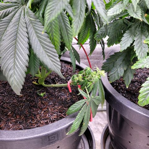 Atrofiada growlog photo: Lst para tentar salvar um nózinho baixo