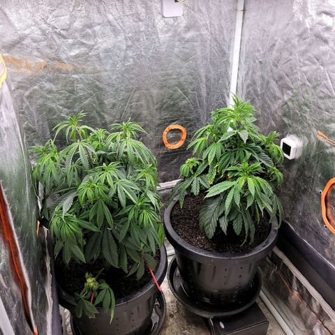 Atrofiada growlog timeline photo