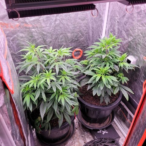 Atrofiada growlog photo: Estão esticando