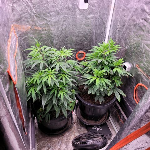 Atrofiada growlog timeline photo