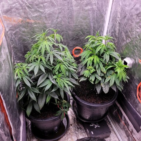 Atrofiada growlog timeline photo