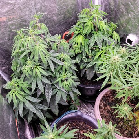 Atrofiada growlog photo: Dois experimentos que estavam outdoor precisaram ser colocados na estufa, porque o clima tá bosta esse mês 