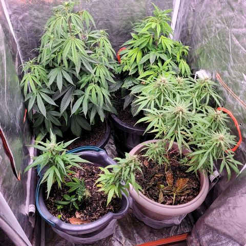 Atrofiada growlog timeline photo