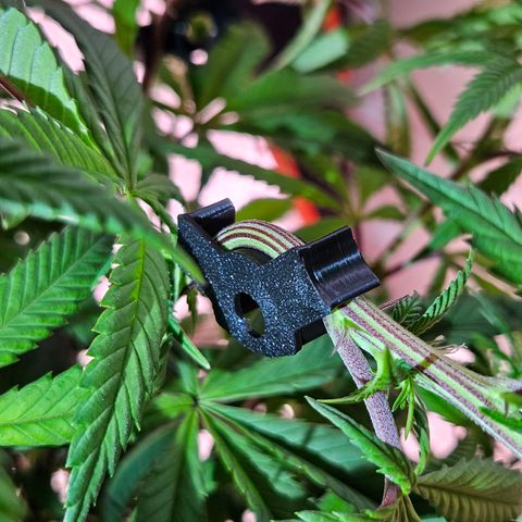Atrofiada growlog photo: Plantinhas crescendo saudáveis. Crescendo tão bem que foi preciso um pequeno lst na 5d, ela está com dois tops muito esticados. 

Notei um leve amarelamento nas pontas das folhas velhas. Runoff revelou ph elevado, então já estou corrigindo