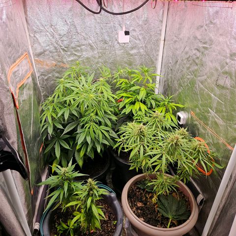 Atrofiada growlog photo: Plantinha crescendo saudáveis. Crescendo tão bem que foi preciso um pequeno lst na 5d, ela está com dois tops muito esticados. 

Notei um leve amarelamento nas pontas das folhas velhas. Runoff revelou ph elevado, então já estou corrigindo