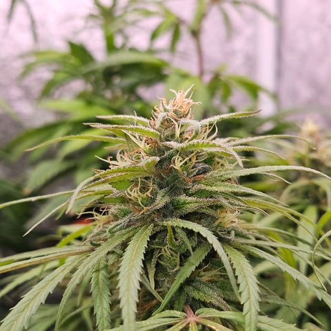 Atrofiada growlog timeline photo