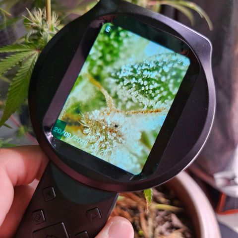 Atrofiada growlog photo: Um pequeno registro das outsiders. Estão pequenas, não cresceram muito, mas estão belas