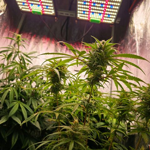 Atrofiada growlog photo: Um pequeno registro das outsiders. Estão pequenas, não cresceram muito, mas estão belas