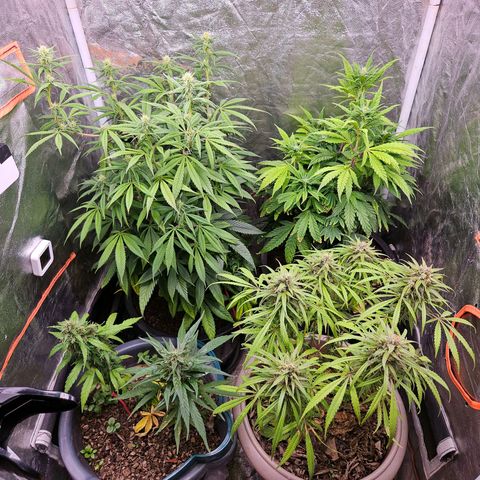Atrofiada growlog photo: Rega básica em um dos dias mais quentes para as plantas