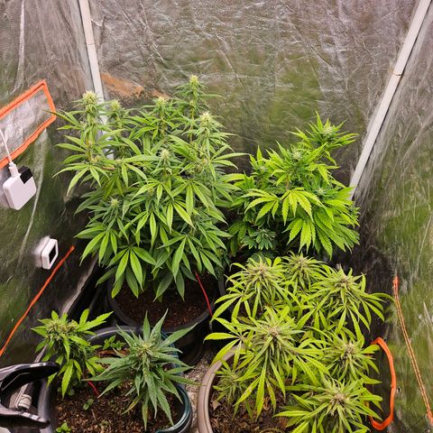 Atrofiada growlog timeline photo