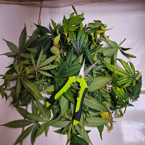 Atrofiada growlog timeline photo