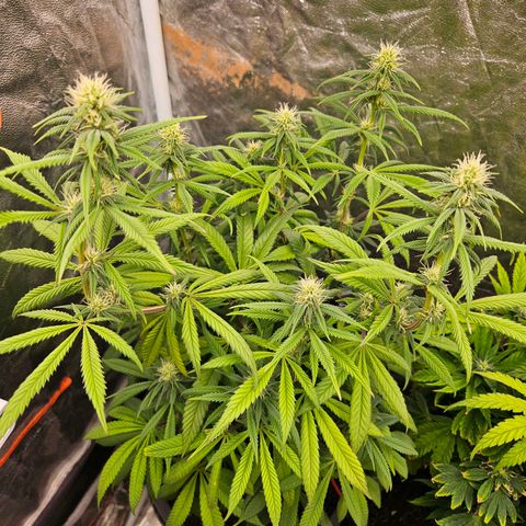 Atrofiada growlog photo: Uma leve travada devido ao clima bosta, mas estão saudáveis