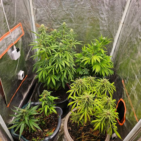 Atrofiada growlog photo: Uma leve travada devido ao clima bosta, mas estão saudáveis