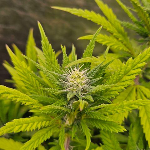 Atrofiada growlog photo: Uma leve travada devido ao clima bosta, mas estão saudáveis