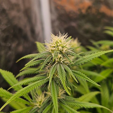 Atrofiada growlog photo: Uma leve travada devido ao clima bosta, mas estão saudáveis