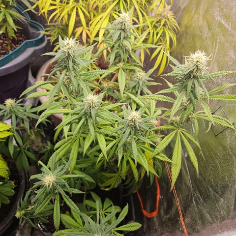 Atrofiada growlog photo: Chegando próximo da metade do ciclo de flora, as meninas já começaram a apresentar os primeiros tricomas