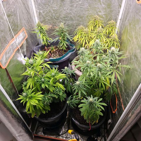 Atrofiada growlog photo: Chegando próximo da metade do ciclo de flora, as meninas já começaram a apresentar os primeiros tricomas