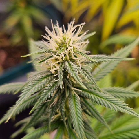 Atrofiada growlog photo: Chegando próximo da metade do ciclo de flora, as meninas já começaram a apresentar os primeiros tricomas