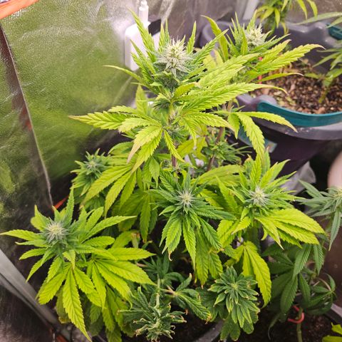 Atrofiada growlog photo: Chegando próximo da metade do ciclo de flora, as meninas já começaram a apresentar os primeiros tricomas